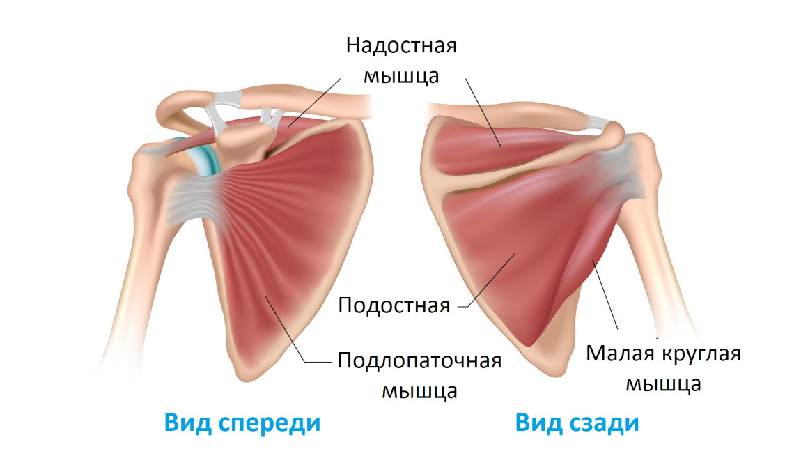 Анатомия вращательной (ротаторной) манжеты